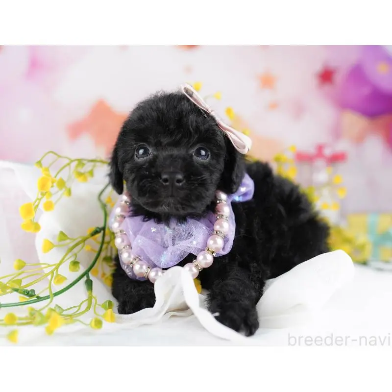 販売中の千葉県のトイプードル-455883の4枚目