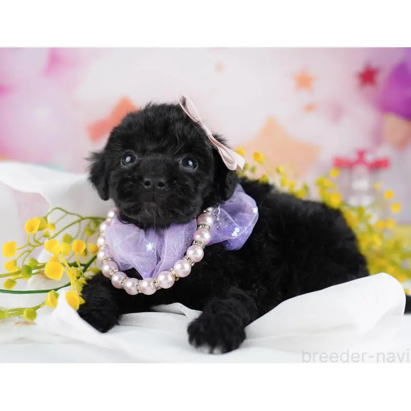 販売中の千葉県のトイプードル-455883の3枚目