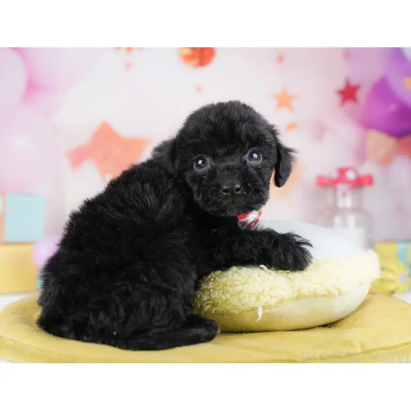 販売中の千葉県のトイプードル-455883の2枚目