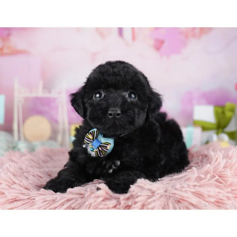 販売中の千葉県のトイプードル-455869の12枚目