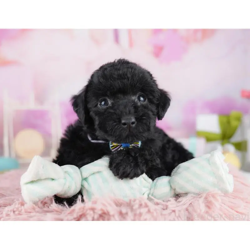 販売中の千葉県のトイプードル-455869の10枚目