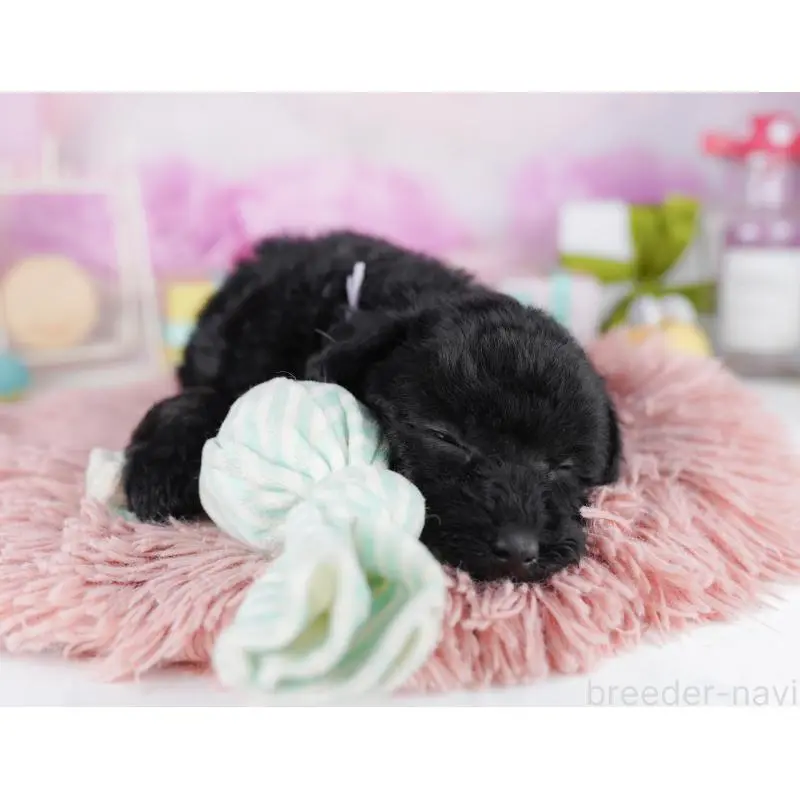 販売中の千葉県のトイプードル-455869の9枚目