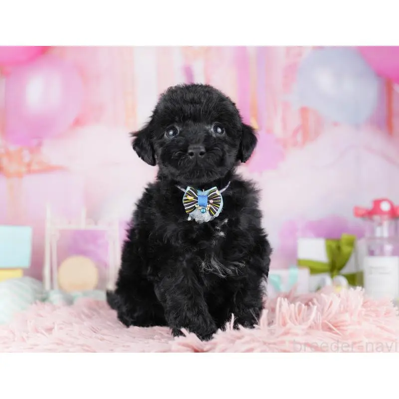 販売中の千葉県のトイプードル-455869の8枚目