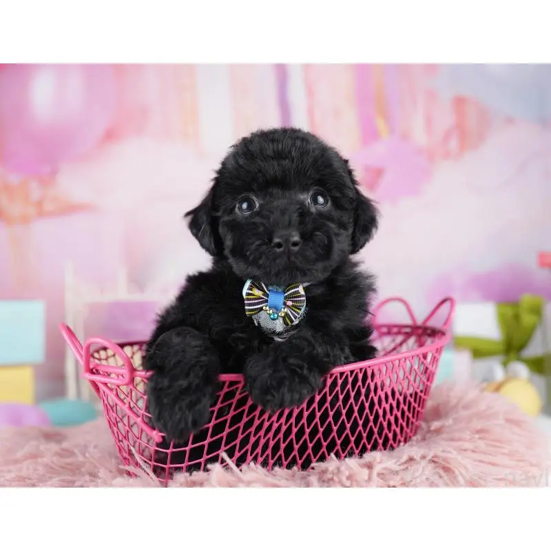 販売中の千葉県のトイプードル-455869の7枚目