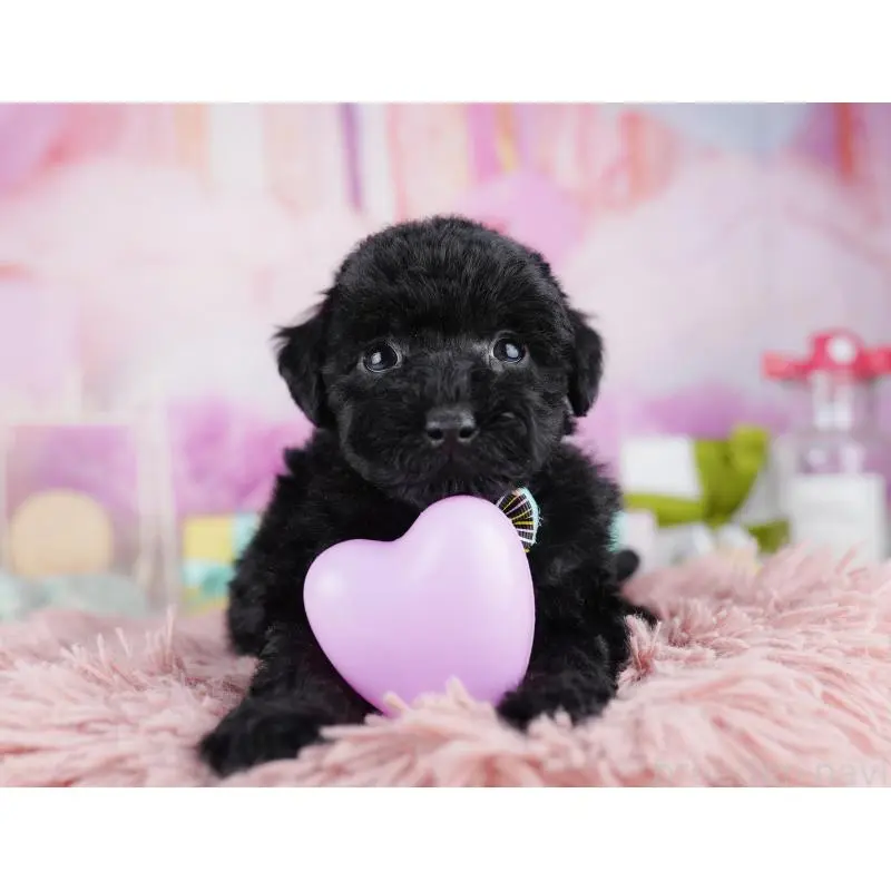 販売中の千葉県のトイプードル-455869の5枚目