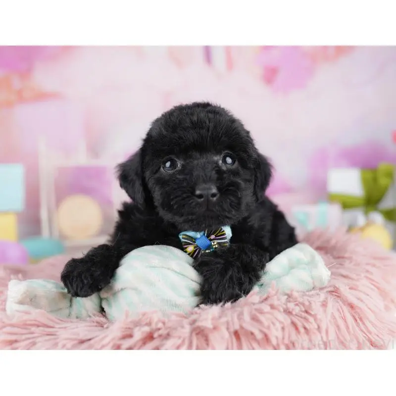 販売中の千葉県のトイプードル-455869の3枚目