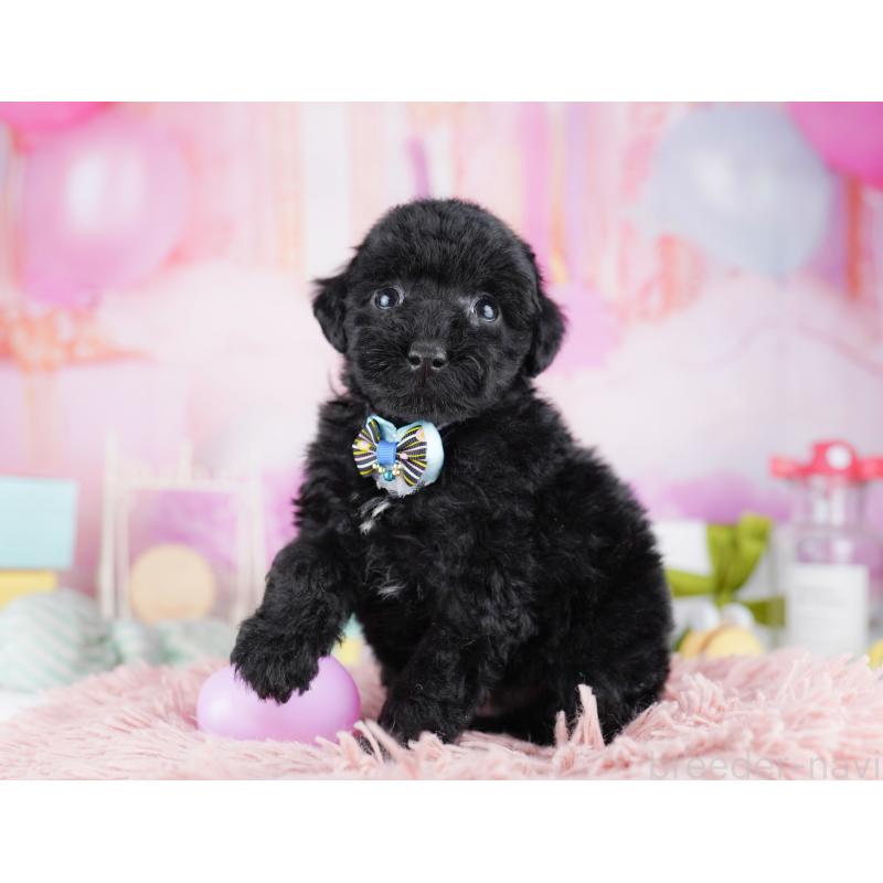 販売中の千葉県のトイプードル-455869の2枚目