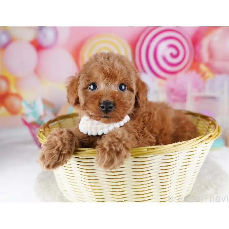 販売中の千葉県のトイプードル-455868の11枚目