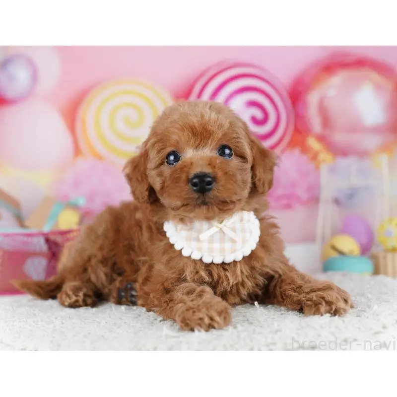 販売中の千葉県のトイプードル-455868の10枚目