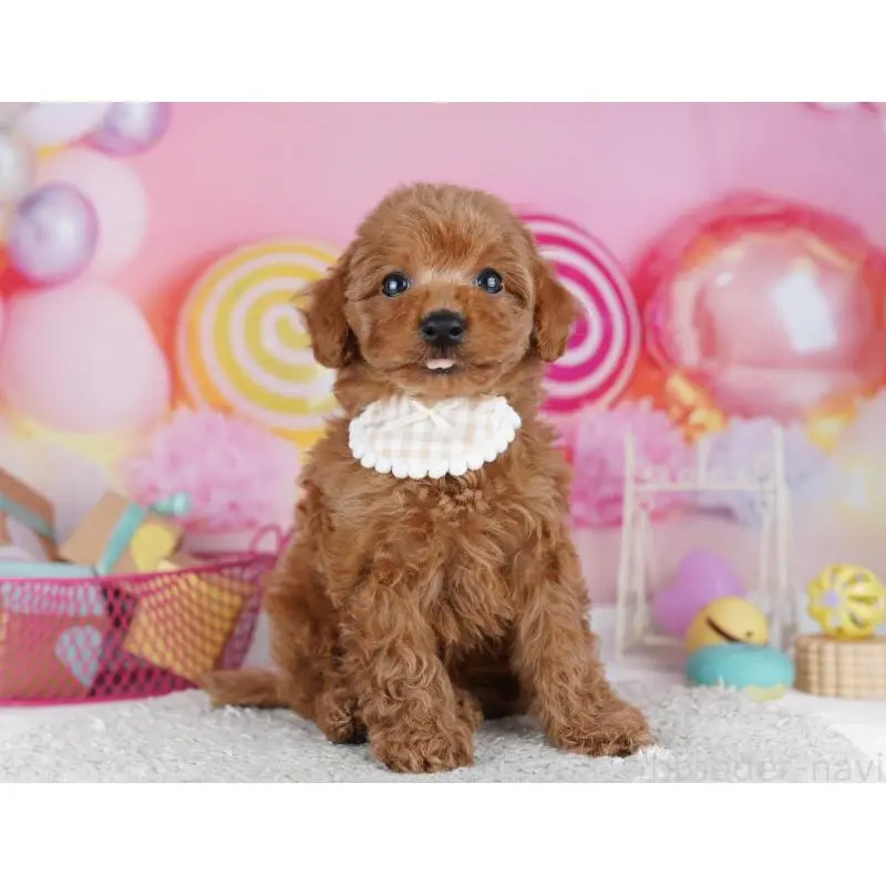 販売中の千葉県のトイプードル-455868の9枚目