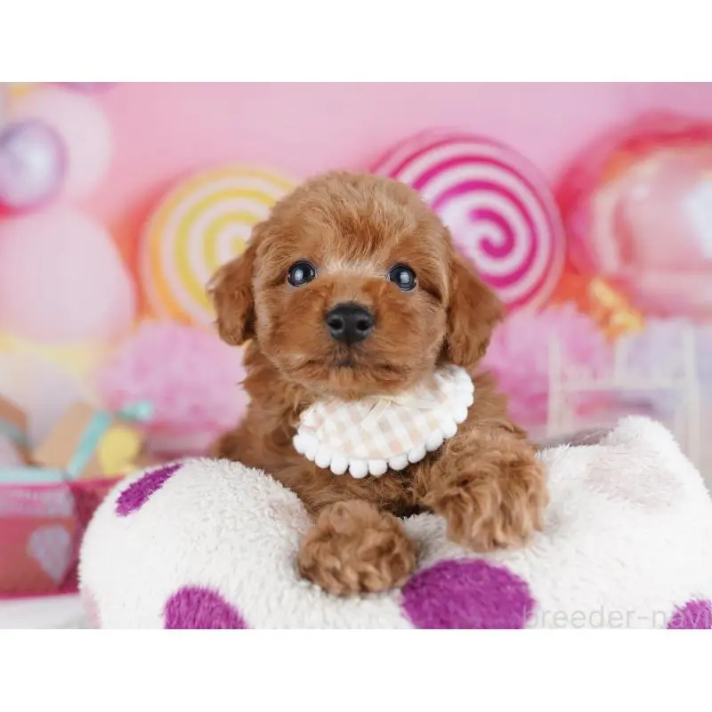 販売中の千葉県のトイプードル-455868の8枚目