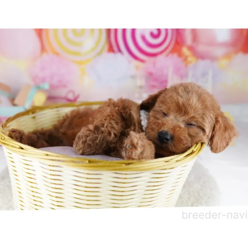 販売中の千葉県のトイプードル-455868の7枚目