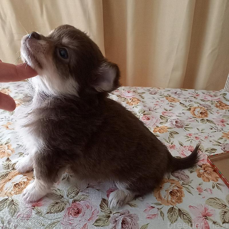 販売中の山口県のチワワ(ロングコート)-455440の3枚目