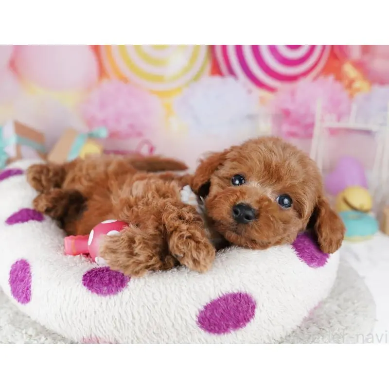 販売中の千葉県のトイプードル-455868の6枚目