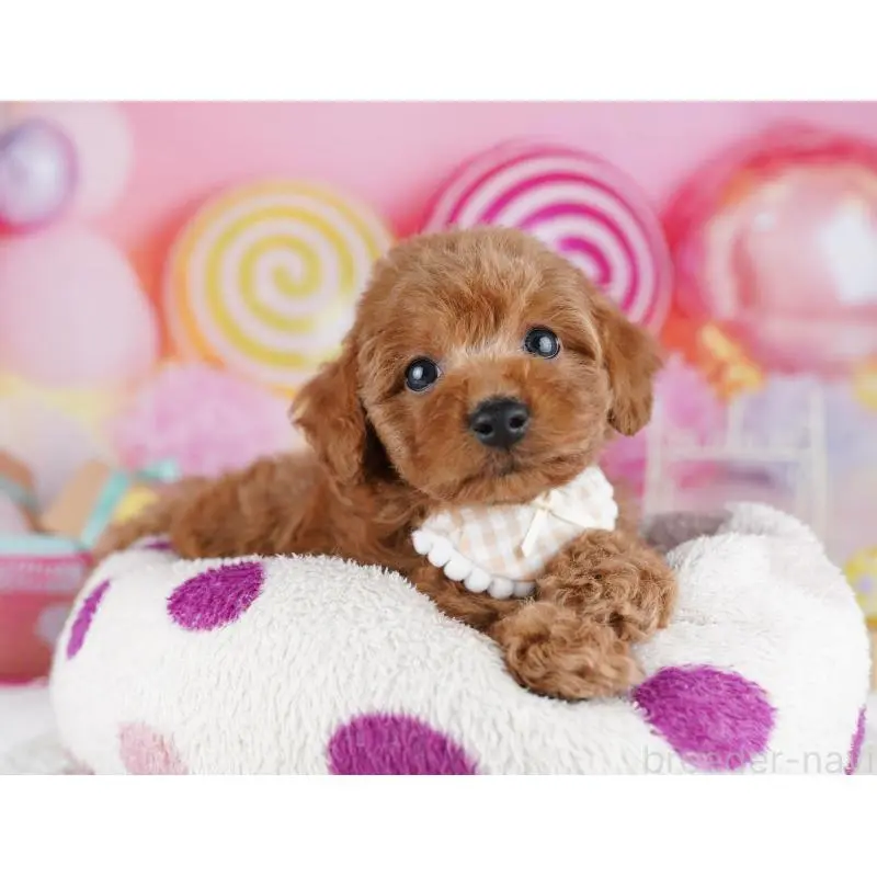 販売中の千葉県のトイプードル-455868の5枚目