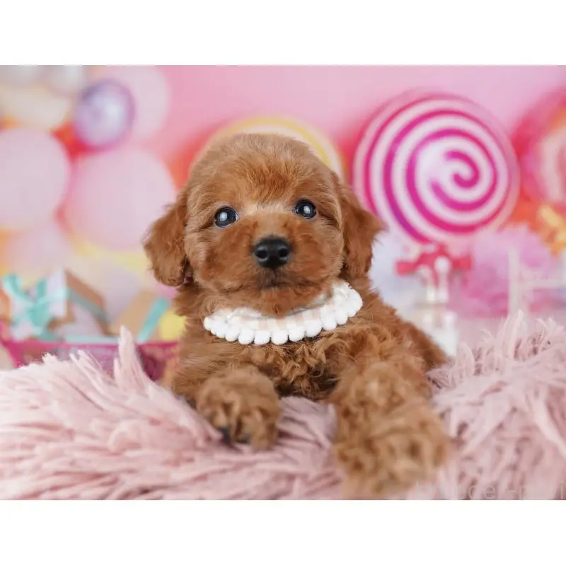 販売中の千葉県のトイプードル-455868の4枚目