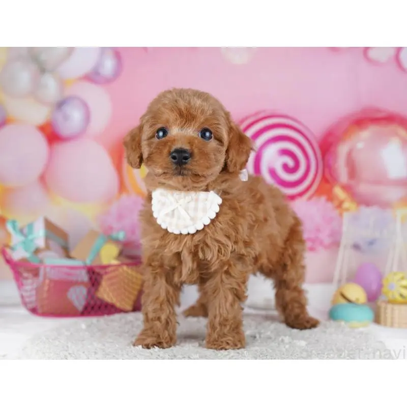 販売中の千葉県のトイプードル-455868の3枚目