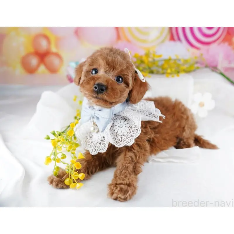 販売中の千葉県のトイプードル-455868の2枚目