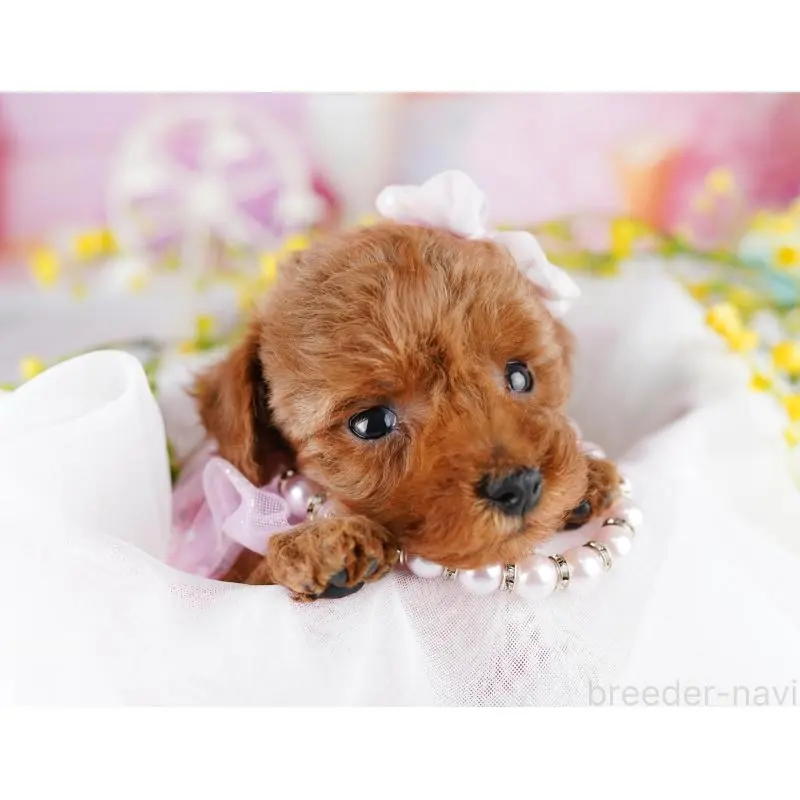 販売中の千葉県のトイプードル-455867の11枚目