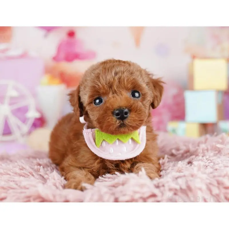 販売中の千葉県のトイプードル-455867の10枚目