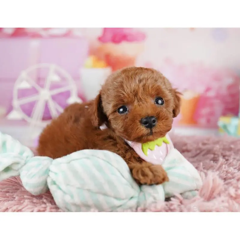 販売中の千葉県のトイプードル-455867の9枚目