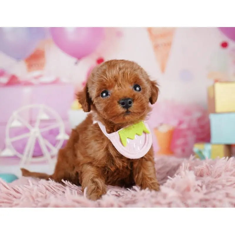 販売中の千葉県のトイプードル-455867の8枚目