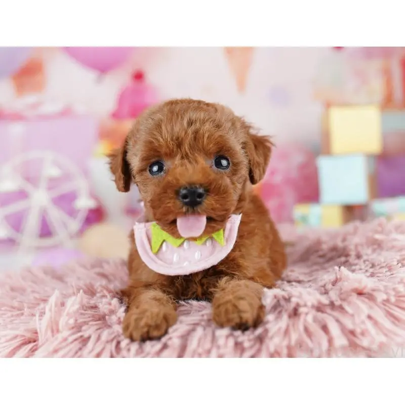 販売中の千葉県のトイプードル-455867の7枚目