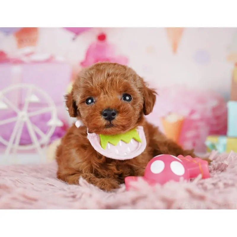 販売中の千葉県のトイプードル-455867の6枚目