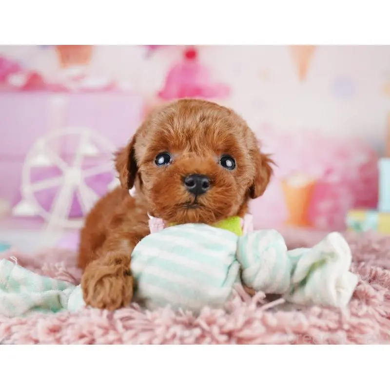 販売中の千葉県のトイプードル-455867の5枚目