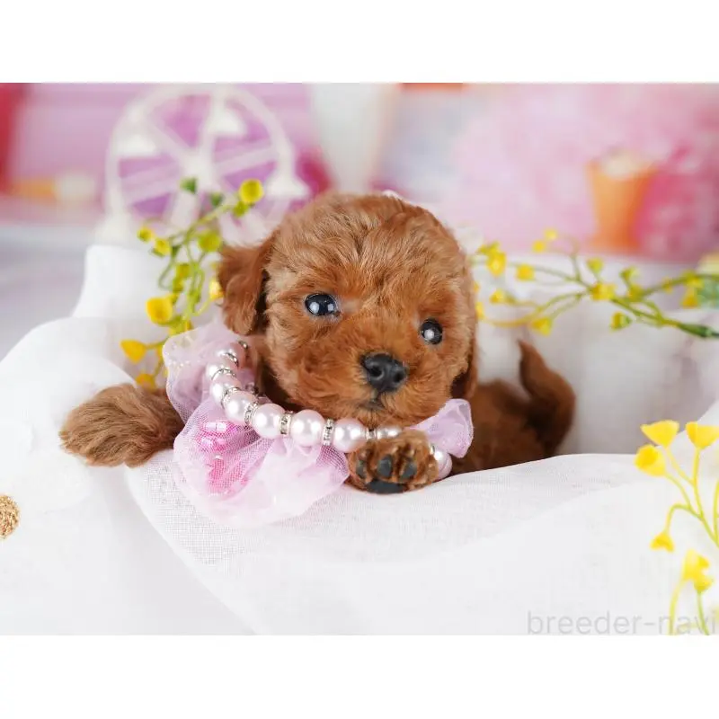 販売中の千葉県のトイプードル-455867の4枚目