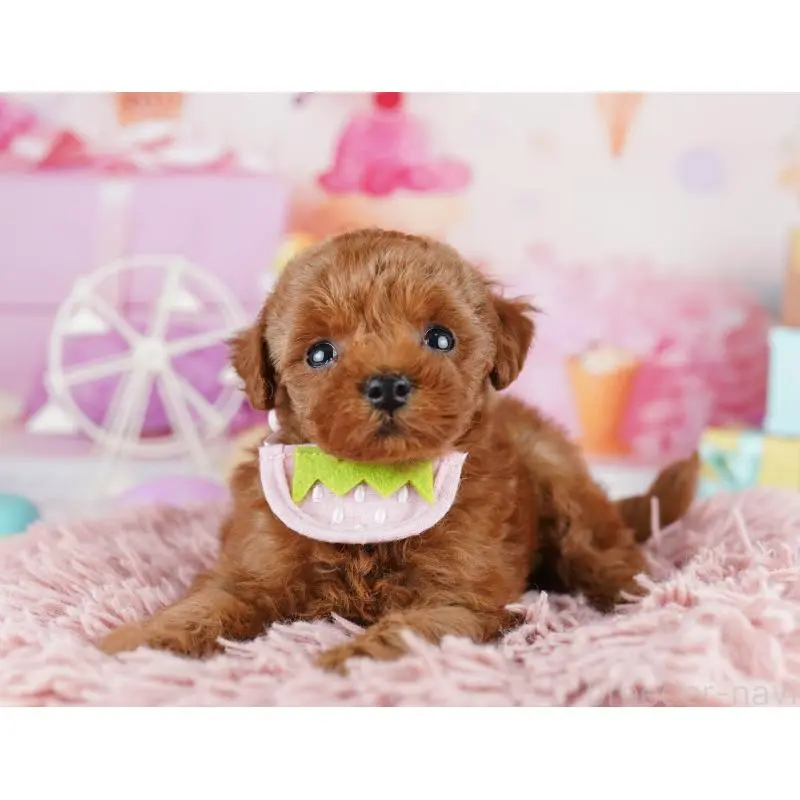 販売中の千葉県のトイプードル-455867の3枚目