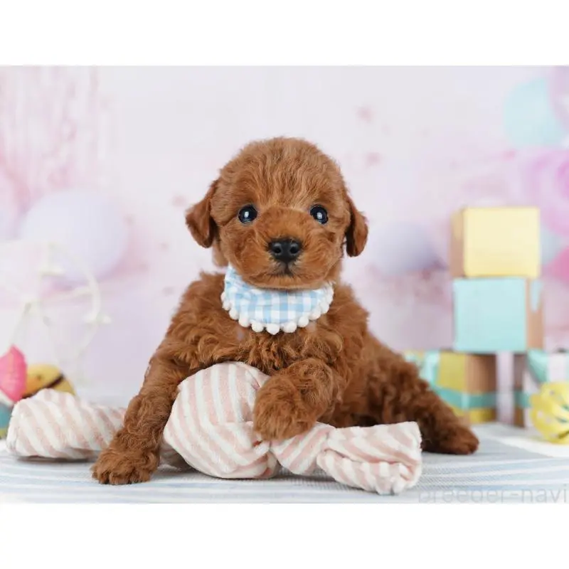 販売中の千葉県のトイプードル-455865の11枚目