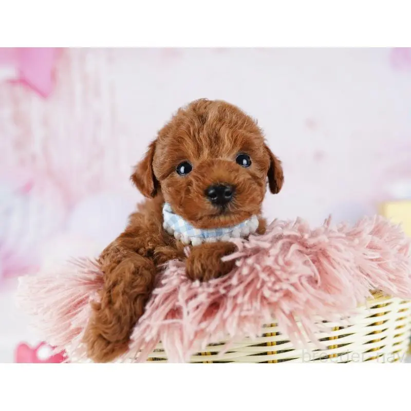 販売中の千葉県のトイプードル-455865の10枚目