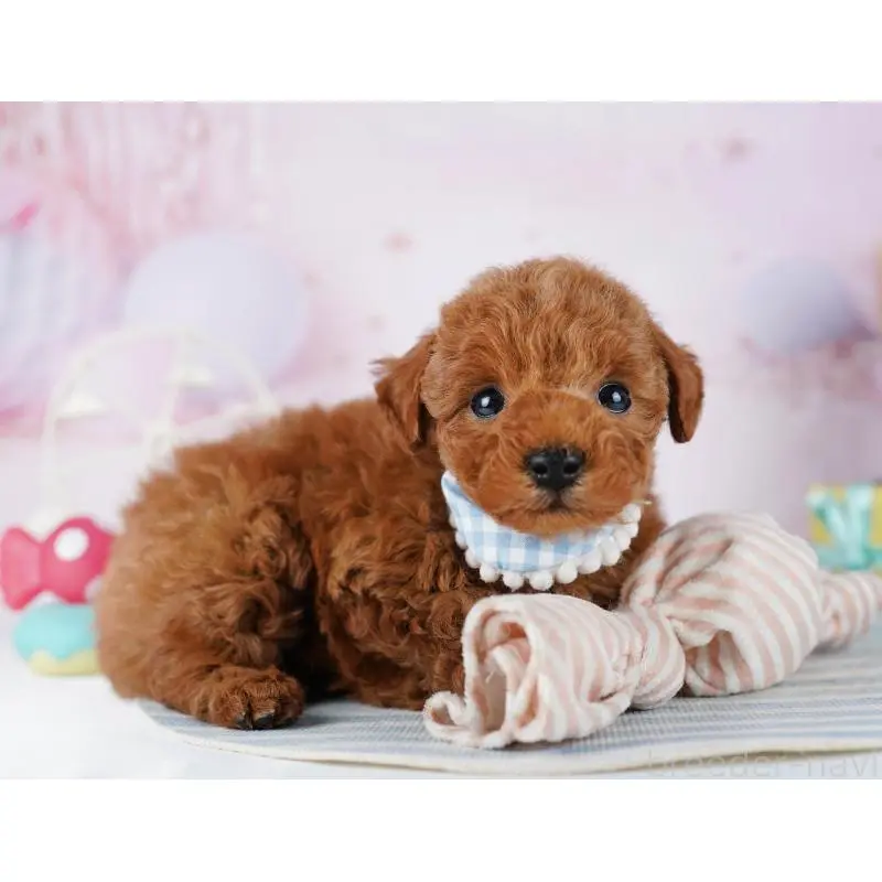 販売中の千葉県のトイプードル-455865の9枚目