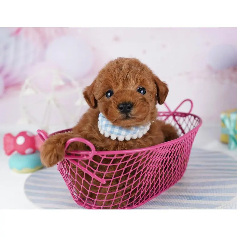 販売中の千葉県のトイプードル-455865の8枚目