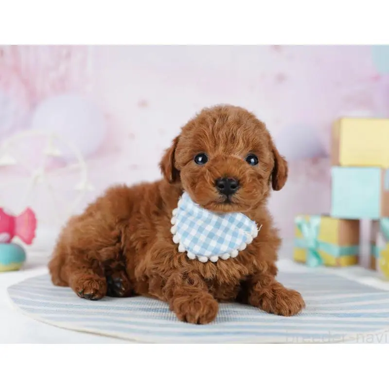 販売中の千葉県のトイプードル-455865の7枚目