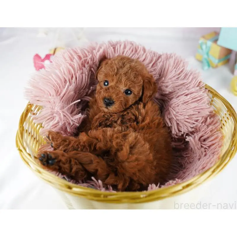 販売中の千葉県のトイプードル-455865の6枚目