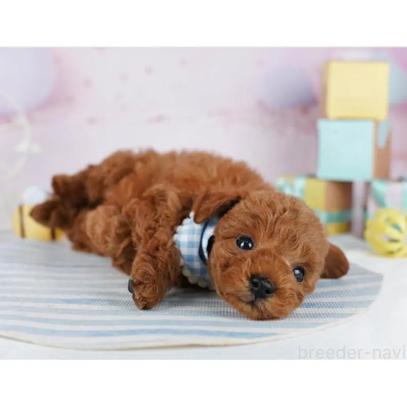 販売中の千葉県のトイプードル-455865の5枚目