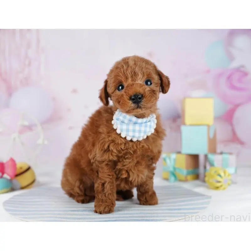 販売中の千葉県のトイプードル-455865の3枚目