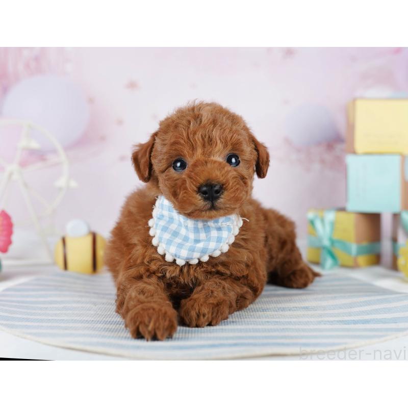 販売中の千葉県のトイプードル-455865の2枚目