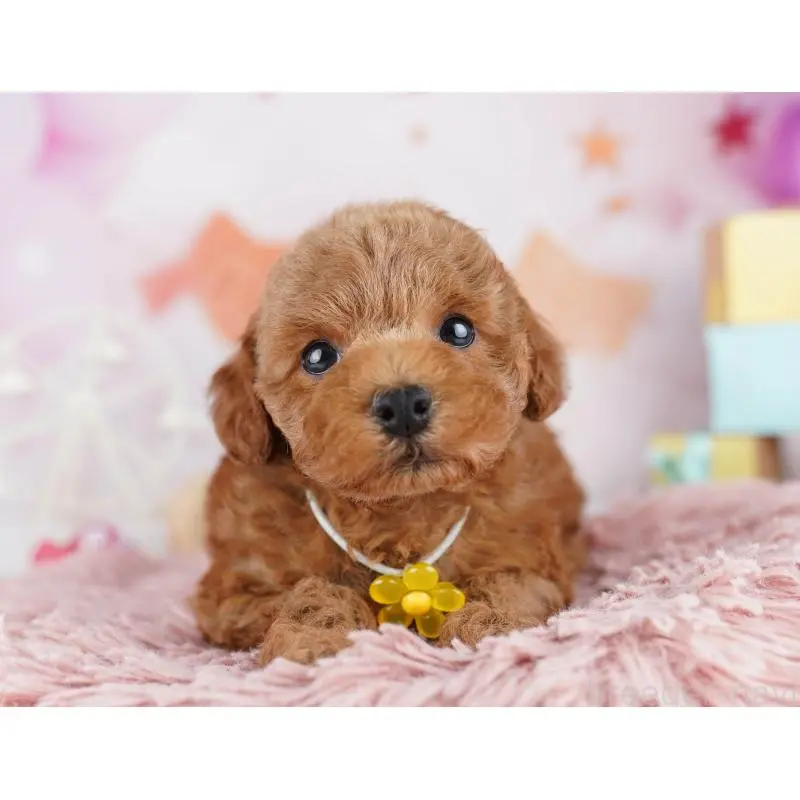 販売中の千葉県のトイプードル-455864の11枚目