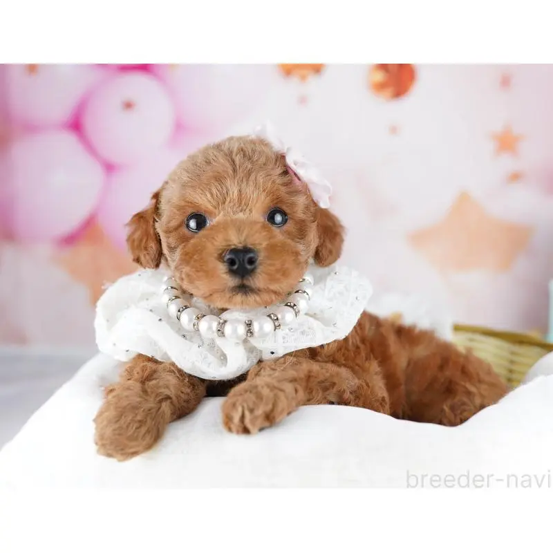 販売中の千葉県のトイプードル-455864の10枚目