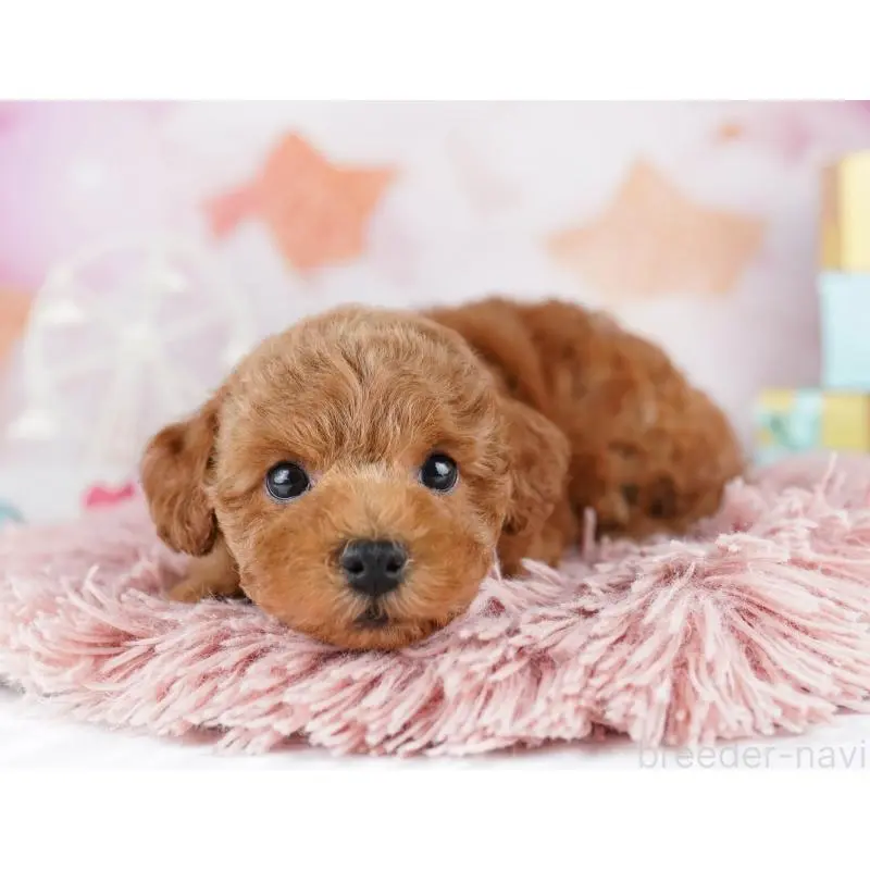 販売中の千葉県のトイプードル-455864の8枚目