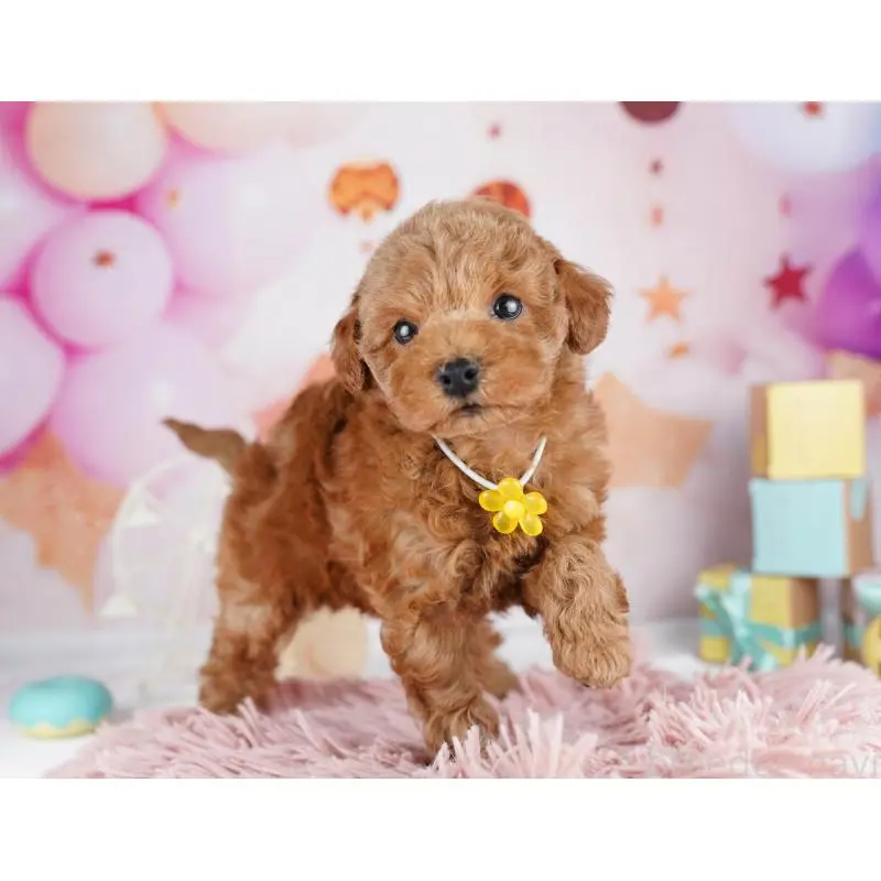 販売中の千葉県のトイプードル-455864の7枚目