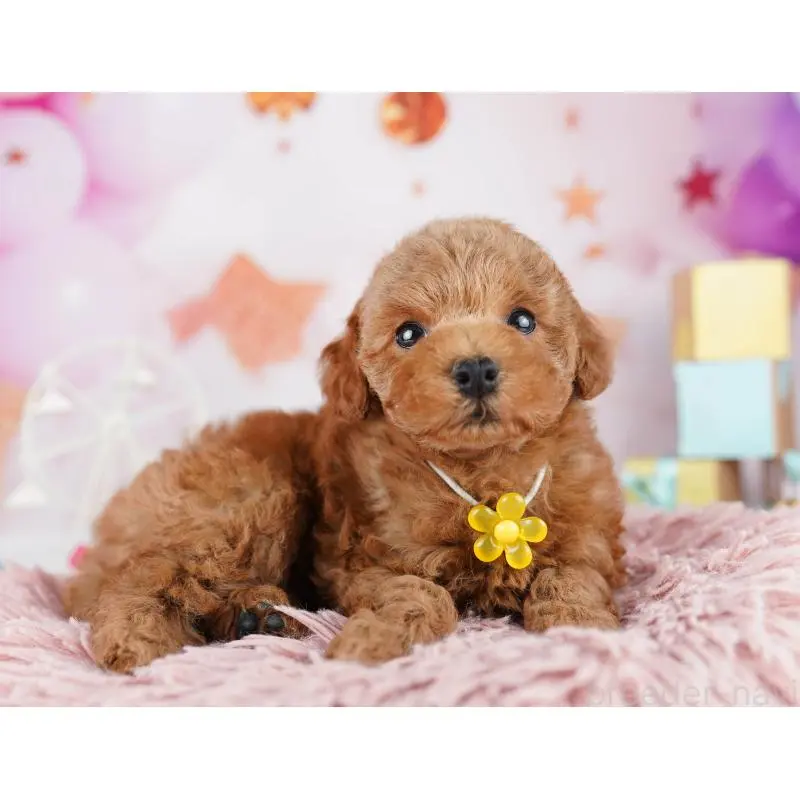 販売中の千葉県のトイプードル-455864の6枚目