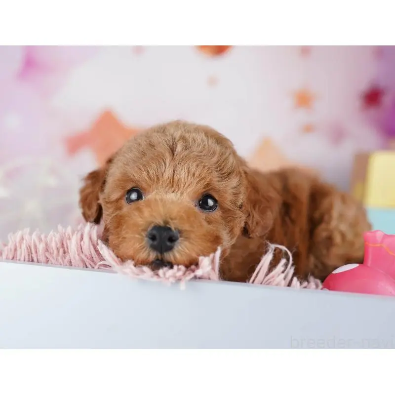 販売中の千葉県のトイプードル-455864の5枚目