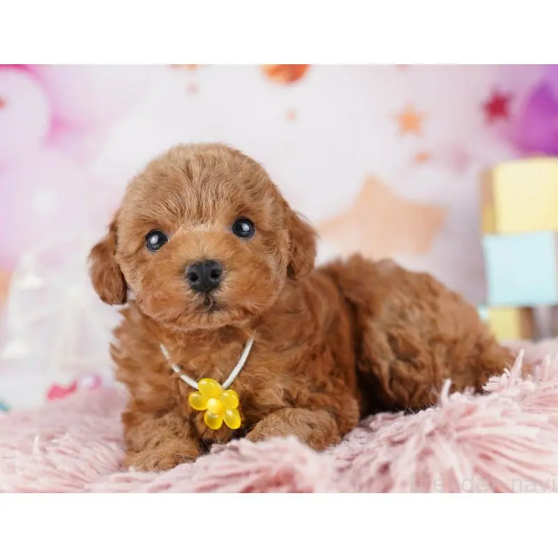 販売中の千葉県のトイプードル-455864の4枚目