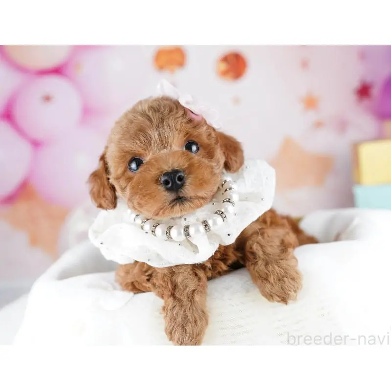 販売中の千葉県のトイプードル-455864の3枚目