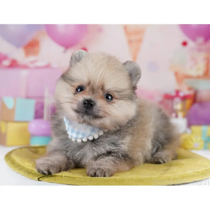 販売中の千葉県のポメラニアン-455882の12枚目