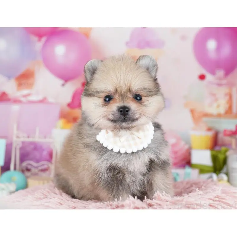 販売中の千葉県のポメラニアン-455882の11枚目